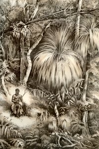 Tasmanische Waldszene, 1879