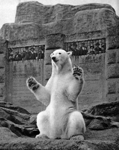 Eisbär auf der Mappin-Terrasse im Londoner Zoo, 1926-1927