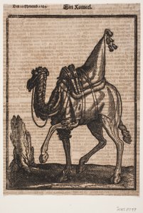 Ein gesattelter Dromedar, Profil nach links, mit vom Betrachter abgewandtem Kopf des Tieres von Melchior Lorck