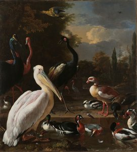 Ein Pelikan und andere Vögel an einem Teich, bekannt als 