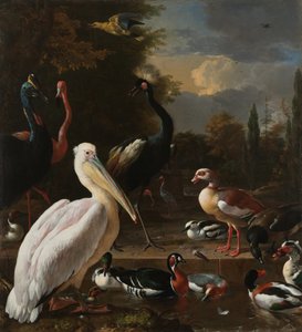 Ein Pelikan und andere Vögel bei einem Wasserbecken, bekannt als 