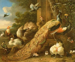 Pfau, Sittich, Pelikan, Kranich und Geflügel von Melchior de Hondecoeter