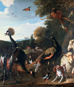 Pfauen und andere Vögel, mit einem Schaf und Hund in einer Landschaft von Melchior de Hondecoeter