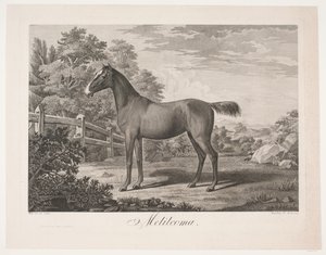 Das Pferd "Melilcoma" von Meno Haas