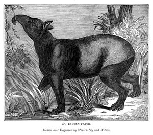 Indischer Tapir