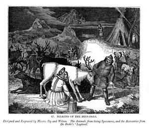 Melken des Rentiers, 1843
