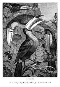 Tukane, ca. 1770-1820, 1843 von Messrs Sly and Wilson