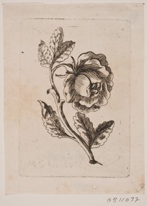 Eine Rose