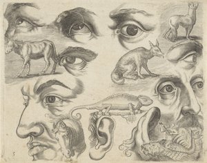 Studienblatt mit Zeichenbeispielen: Augen, Köpfe und Tiere (Serie)