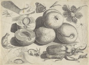 Studienblatt mit Zeichenbeispielen: Früchte, Tiere, Insekten und Hände von Michael Snijders
