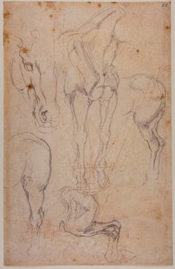 Anatomische Studien eines Pferdes