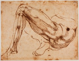 Studie von Beinen von Michelangelo Buonarroti