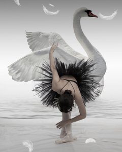Schwarzer Schwan Ballerina