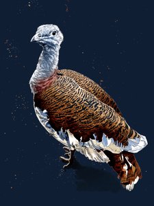 Großtrappe auf Mitternachtsblau, 2020 von Mike Davis