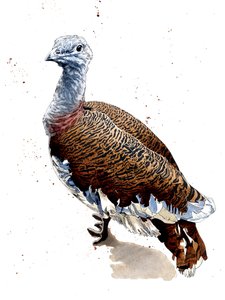 Großtrappe auf Weiß, 2020
