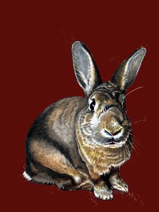 Meg der Hase auf Rotoxid