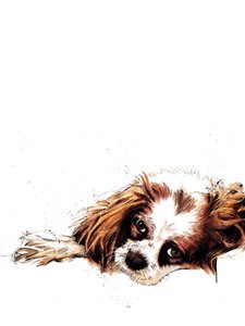 Meg der Spaniel auf Weiß