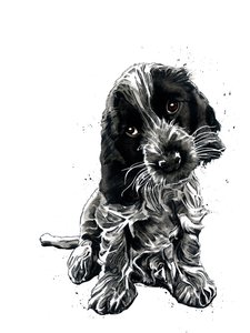 Rosie der Cocker Spaniel auf Weiß