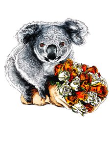 Danke Koala auf Weiß, 2020