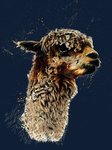 Das Alpaka auf Mitternachtsblau, 2020 von Mike Davis