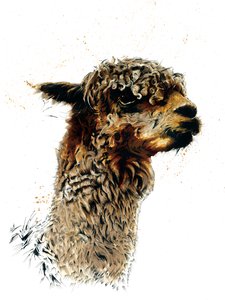 Das Alpaka auf Weiß, 2019