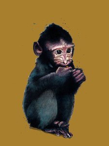 Das Baby-Makak auf Goldgelb, 2020