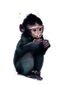Das Baby-Makak auf Weiß, 2020
