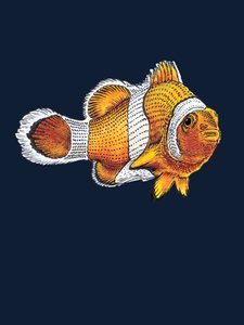 Der Clownfisch auf Mitternachtsblau, 2022