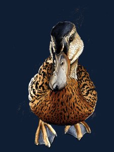Die Ente auf Mitternachtsblau, 2020