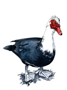 Die Moschusente auf Weiß, 2020