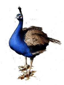 Der Pfau auf Weiß