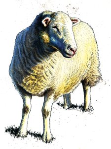 Das Schaf auf Weiß, 2020