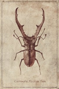 Antike Käferillustration
