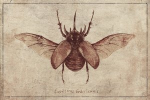 Eupatorus Gracilicornis Kopie