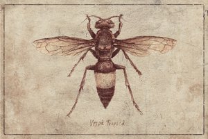 Illustration einer Vespa Tropica