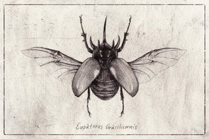Bleistiftzeichnung eines Eupatorus Gracilicornis Käfers