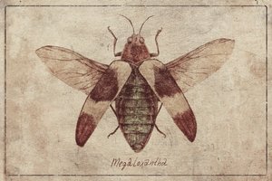 Vintage Insektenillustration