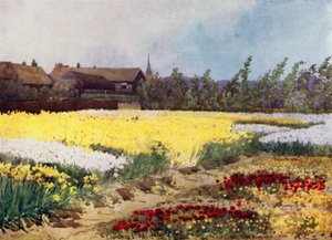 Eine Blumenzwiebel-Farm in der Nähe von Overveen von Mima Nixon