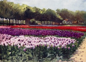 Darwin-Tulpen