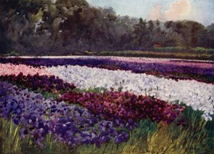 "In smaragdgrünen Büscheln, Blumen lila, blau und weiß, wie Saphir, Perle und reiche Stickerei" von Mima Nixon