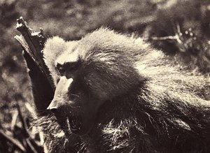 „Ein Imperium aufbauen“ im faschistischen Zeitalter: ein Affe, 09/05/1936