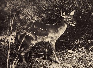 „Ein Imperium aufbauen“ im faschistischen Zeitalter: Antilope, 09/05/1936