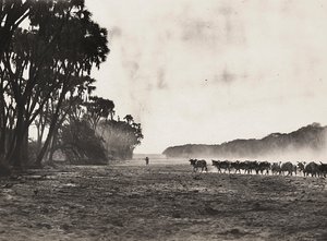„Ein Imperium aufbauen“ im faschistischen Zeitalter: Viehherde zum Gasc-Fluss, 09.05.1936 von Modestino Baldinetti