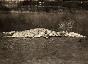 Krokodil, 09/05/1936 von Modestino Baldinetti