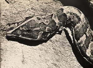 „Ein Imperium aufbauen“ im faschistischen Zeitalter: Kopf einer Python, 09.05.1936