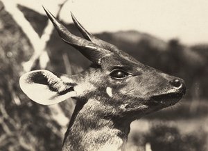 „Ein Imperium aufbauen“ im faschistischen Zeitalter: Kopf einer Antilope, 09/05/1936