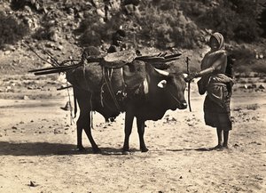„Ein Imperium aufbauen“ im faschistischen Zeitalter: Nomade, 09/05/1936 von Modestino Baldinetti