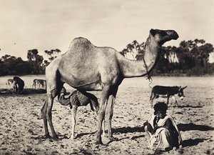 Nomaden, 09/05/1936 von Modestino Baldinetti