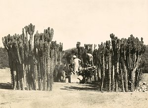 Brunnen in Nacfa, 09/05/1936 von Modestino Baldinetti