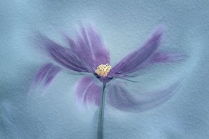 Ätherische violette Blüte